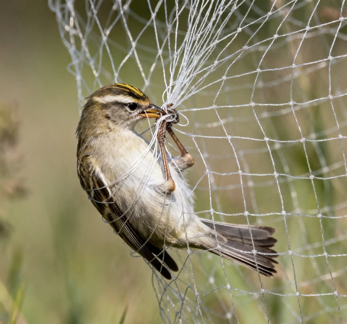 Bird Nets Chennai
